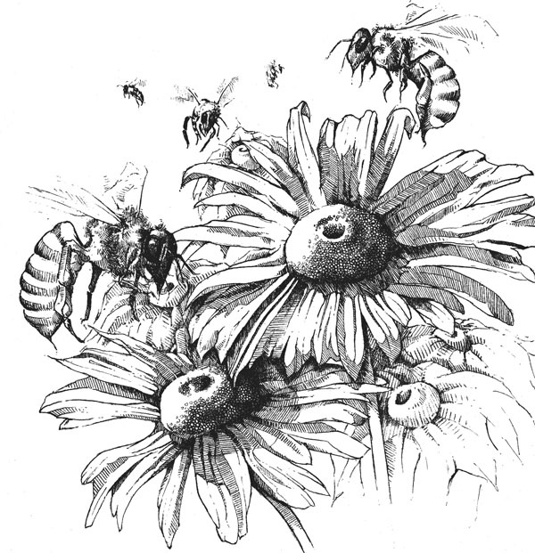 Иллюстрация к книге — Нескучная биология [_145.jpg]