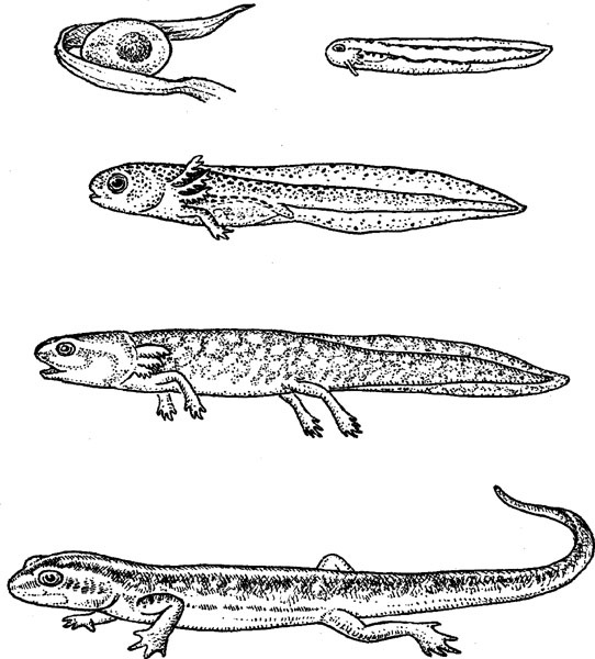 Иллюстрация к книге — Нескучная биология [_169.jpg]