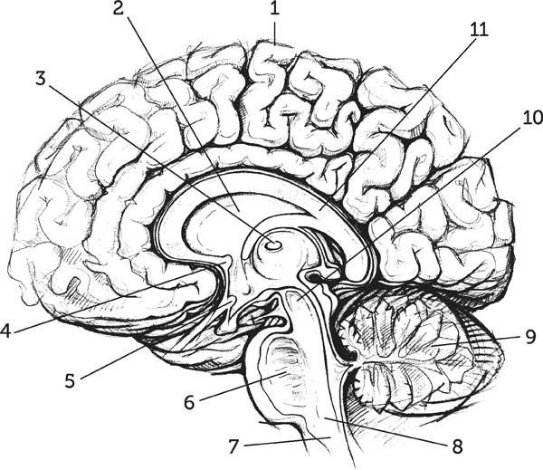 Иллюстрация к книге — Нескучная биология [_188.jpg]