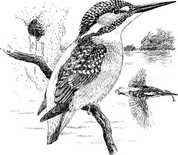 Иллюстрация к книге — Нескучная биология [_193.jpg]