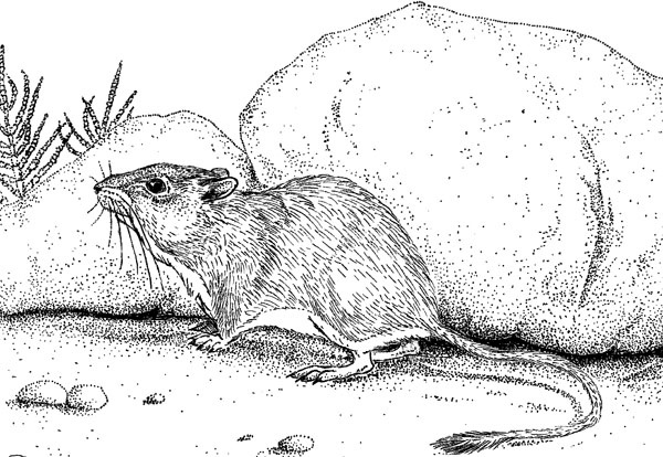 Иллюстрация к книге — Нескучная биология [_205.jpg]