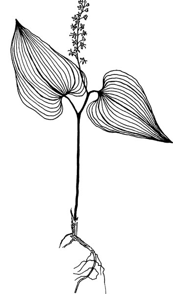 Иллюстрация к книге — Нескучная биология [_2101.jpg]