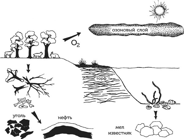 Иллюстрация к книге — Нескучная биология [_213.jpg]