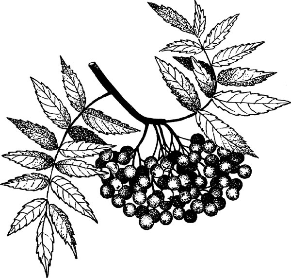 Иллюстрация к книге — Нескучная биология [_25.jpg]