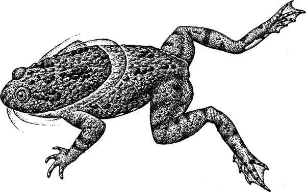 Иллюстрация к книге — Нескучная биология [_29.jpg]