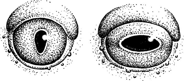 Иллюстрация к книге — Нескучная биология [_30.jpg]
