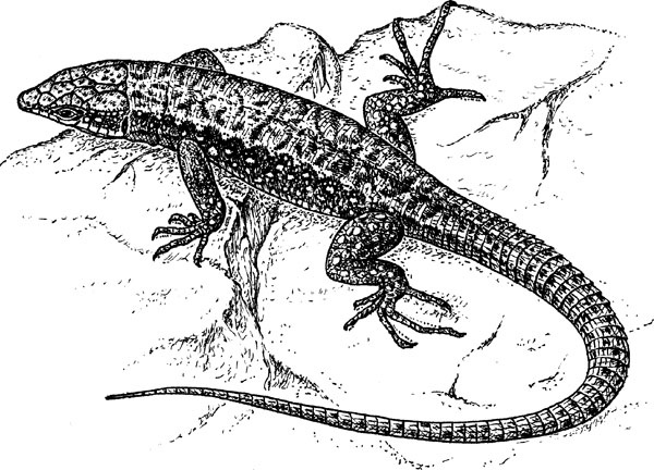 Иллюстрация к книге — Нескучная биология [_33.jpg]