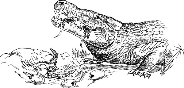 Иллюстрация к книге — Нескучная биология [_44.jpg]