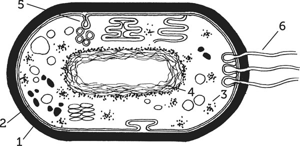 Иллюстрация к книге — Нескучная биология [_66.jpg]