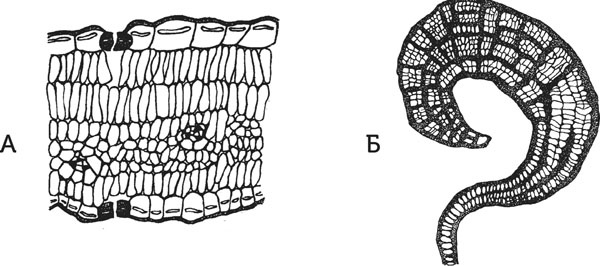 Иллюстрация к книге — Нескучная биология [_82.jpg]