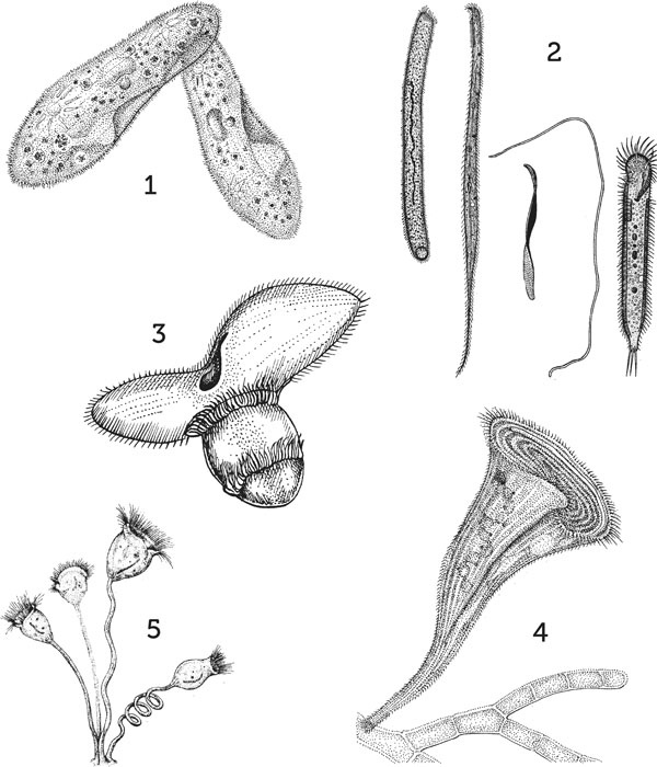 Иллюстрация к книге — Нескучная биология [_93.jpg]