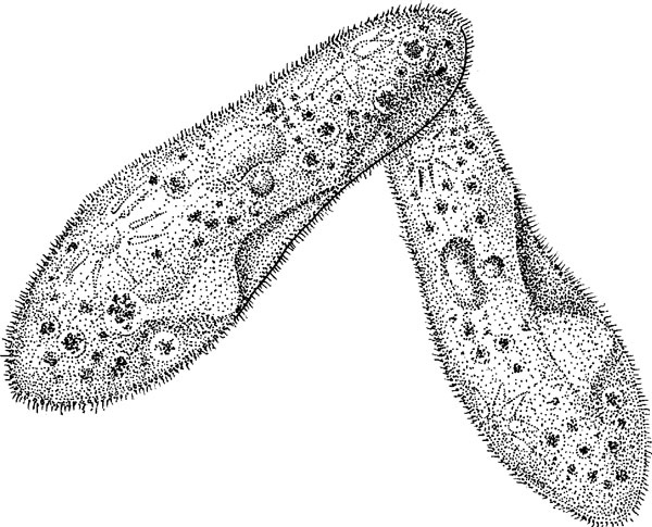 Иллюстрация к книге — Нескучная биология [_95.jpg]