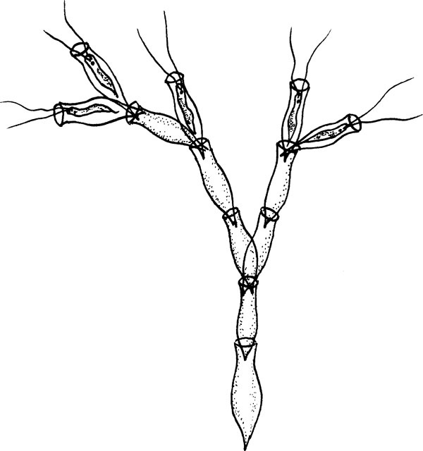 Иллюстрация к книге — Нескучная биология [_96.jpg]