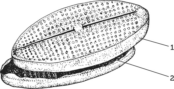 Иллюстрация к книге — Нескучная биология [_98.jpg]