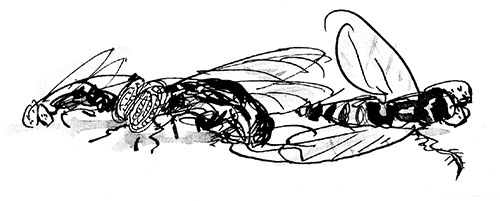 Иллюстрация к книге — Мисс Черити [i_032.jpg]