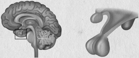 Иллюстрация к книге — Девочка. Девушка. Женщина [i_022.jpg]