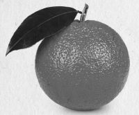 Иллюстрация к книге — Девочка. Девушка. Женщина [i_199.jpg]