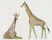 Иллюстрация к книге — Последний окножираф [img2728.jpg]