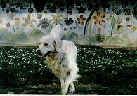 Иллюстрация к книге — Последний окножираф [img3083.jpg]