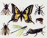 Иллюстрация к книге — Последний окножираф [img837a.jpg]