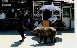 Иллюстрация к книге — Последний окножираф [img92bf.jpg]