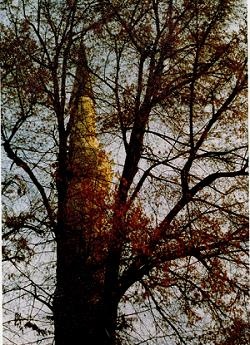 Иллюстрация к книге — Последний окножираф [img9c40.jpg]