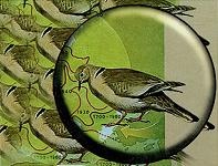 Иллюстрация к книге — Последний окножираф [imgaa82.jpg]