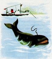 Иллюстрация к книге — Последний окножираф [imgacac.jpg]