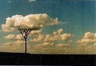 Иллюстрация к книге — Последний окножираф [imgc9be.jpg]