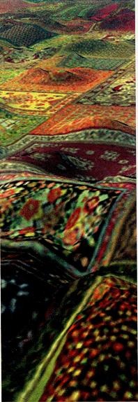 Иллюстрация к книге — Последний окножираф [imgcec5.jpg]