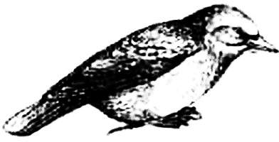 Иллюстрация к книге — Концерт для баяна с барабаном [i_028.jpg]