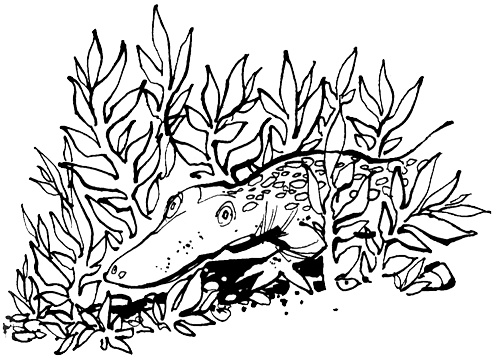 Иллюстрация к книге — Урмель, который приплыл на льдине [i_043.jpg]