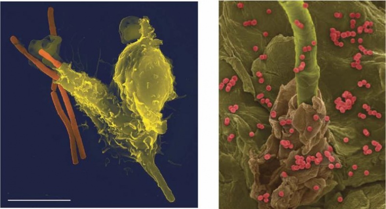 Иллюстрация к книге — Колумбы Вселенной (сборник) [i_013.jpg]