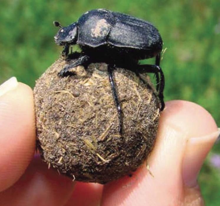 Иллюстрация к книге — Колумбы Вселенной (сборник) [i_021.jpg]