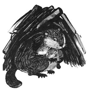 Иллюстрация к книге — Торпи [i_005.jpg]