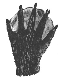 Иллюстрация к книге — Торпи [i_025.jpg]