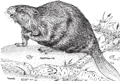 Иллюстрация к книге — Русский лес. С вопросами и ответами для почемучек [_100.jpg]