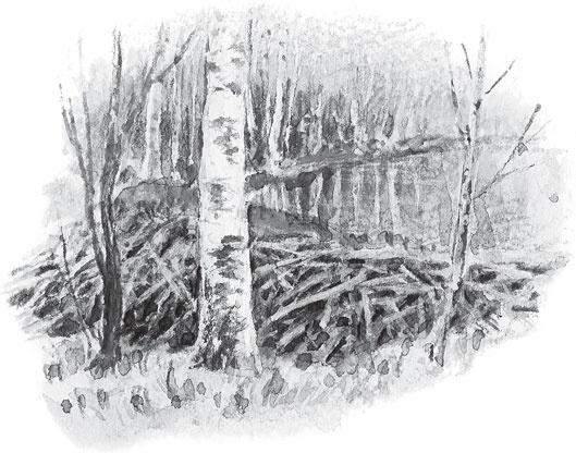 Иллюстрация к книге — Русский лес. С вопросами и ответами для почемучек [_101.jpg]