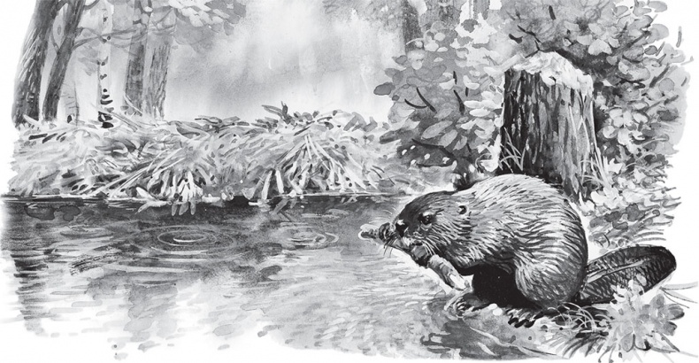 Иллюстрация к книге — Русский лес. С вопросами и ответами для почемучек [_103.jpg]