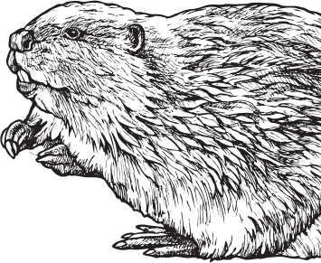 Иллюстрация к книге — Русский лес. С вопросами и ответами для почемучек [_106.jpg]