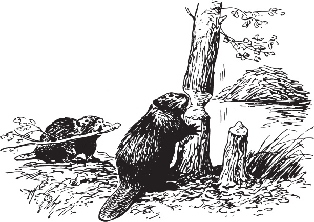 Иллюстрация к книге — Русский лес. С вопросами и ответами для почемучек [_109.jpg]