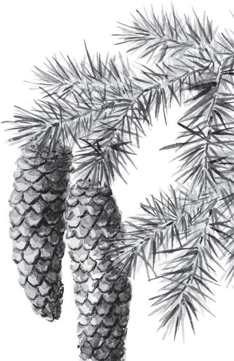 Иллюстрация к книге — Русский лес. С вопросами и ответами для почемучек [_13.jpg]