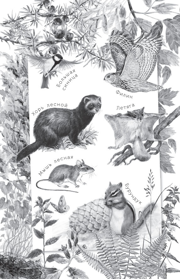 Иллюстрация к книге — Русский лес. С вопросами и ответами для почемучек [_2.jpg]