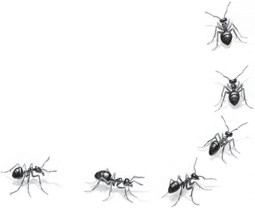 Иллюстрация к книге — Русский лес. С вопросами и ответами для почемучек [_21.jpg]