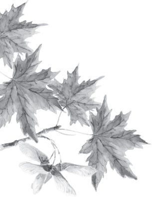 Иллюстрация к книге — Русский лес. С вопросами и ответами для почемучек [_22.jpg]