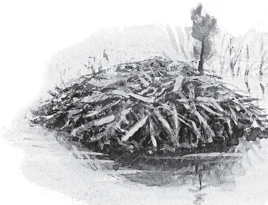 Иллюстрация к книге — Русский лес. С вопросами и ответами для почемучек [_23.jpg]