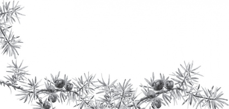 Иллюстрация к книге — Русский лес. С вопросами и ответами для почемучек [_26.jpg]