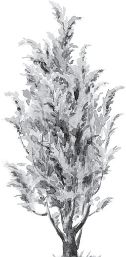 Иллюстрация к книге — Русский лес. С вопросами и ответами для почемучек [_27.jpg]