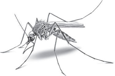 Иллюстрация к книге — Русский лес. С вопросами и ответами для почемучек [_31.jpg]