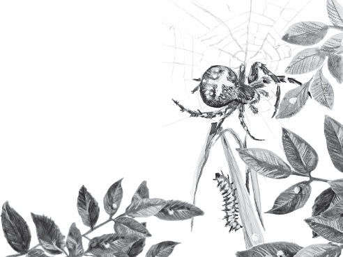 Иллюстрация к книге — Русский лес. С вопросами и ответами для почемучек [_33.jpg]